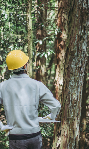 verricello forestale balfor - verricello per trattore a cardano