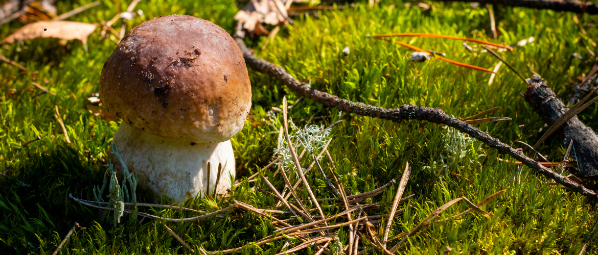 benvenuto autunno in agritechstore