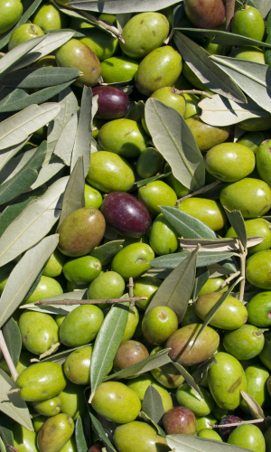 Grifo Marchetti olive defoliator