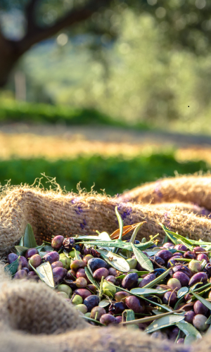 defogliatore per olive grifo