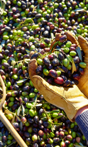 Grifo electric olive leaf remover