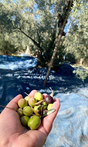 Grifo electric olive defoliator