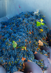 stainless steel crusher-destemmer rondinella