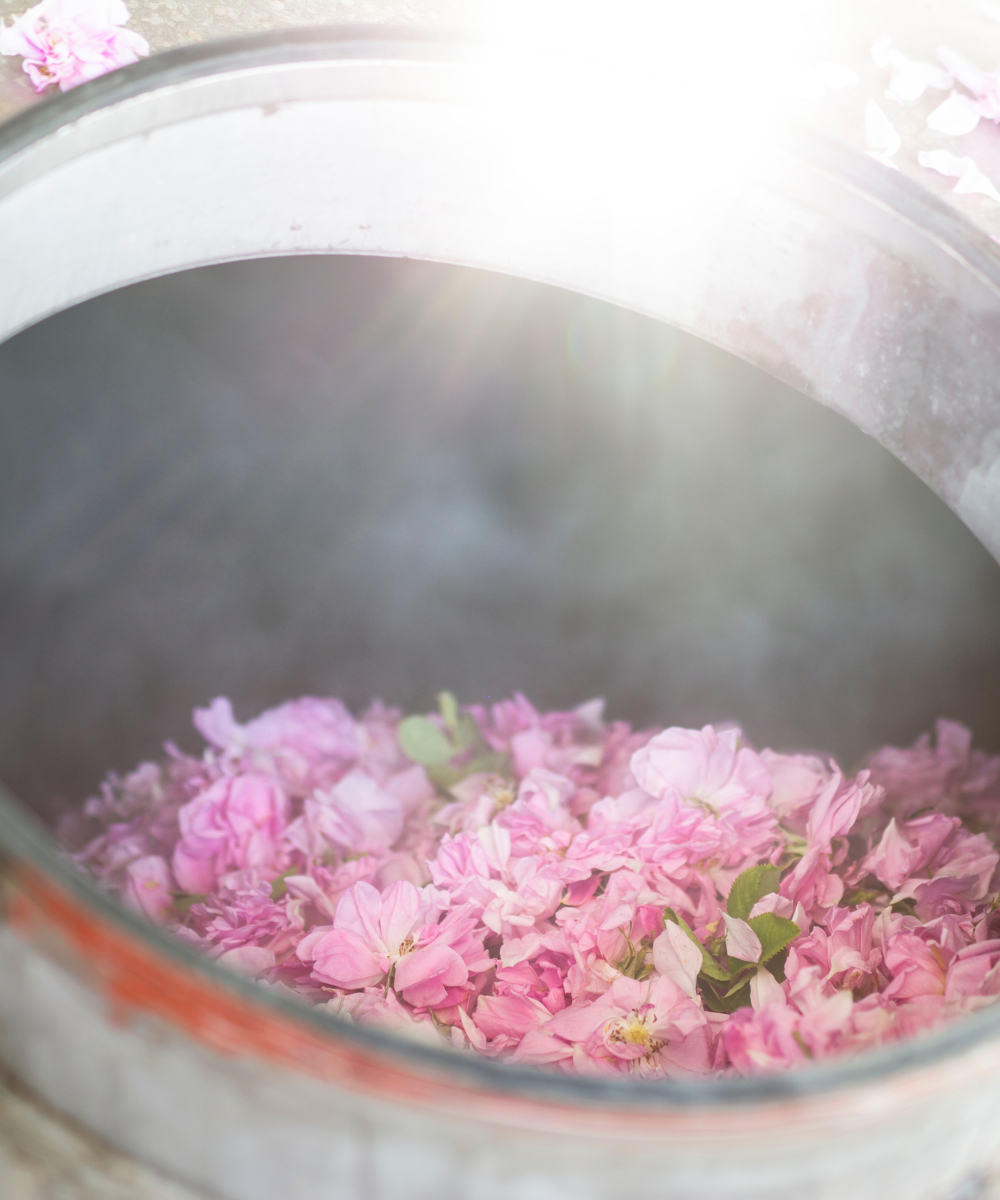 optional replacement dragon pro basket how to use distiller extractor?