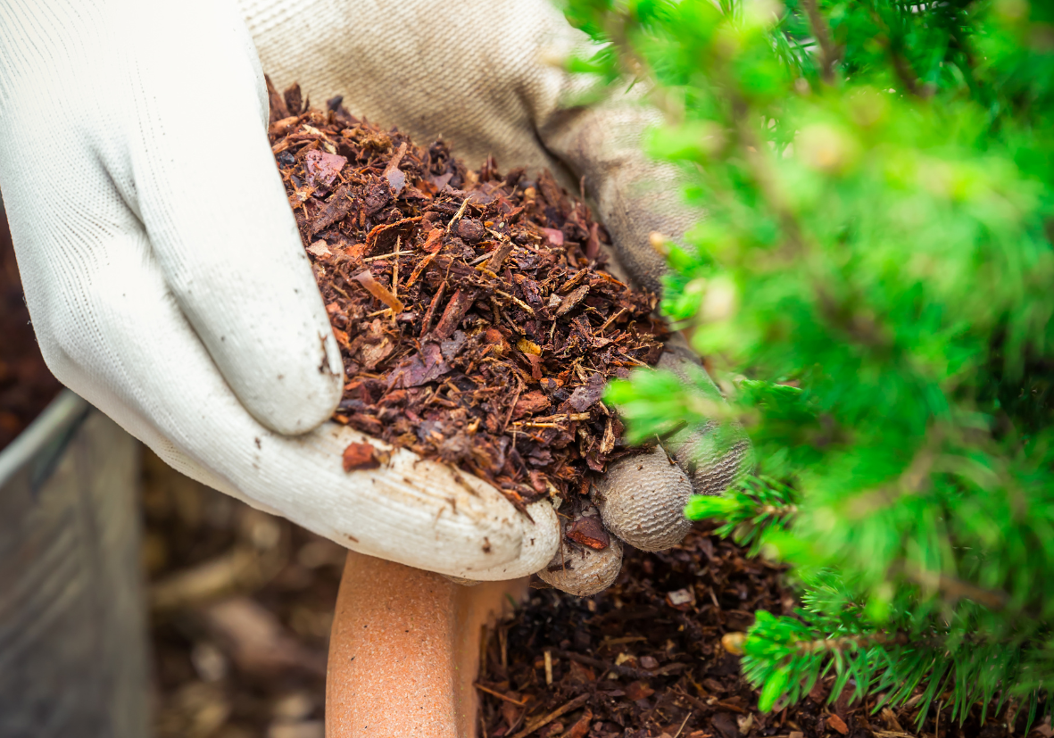 agrinova zara a benzina con motore honda o briggs & stratton