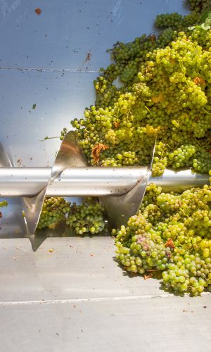 grifo manual crusher-destemmer - separate grapes and rasps