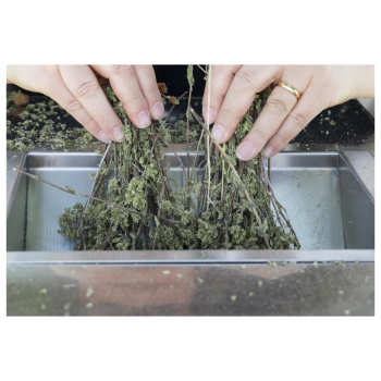 Defogliatrice sgranatrice mod. GT Gold Xs Agritech Store