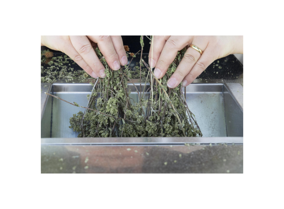 Defogliatrice sgranatrice mod. GT Gold Xs Agritech Store