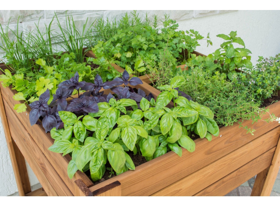 ORTO APPLE SMALL Agritech Store